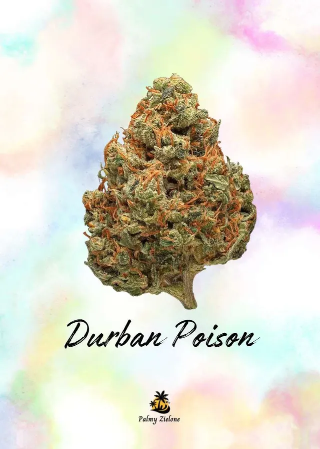 Karta kolekcjonerska Durban Poison