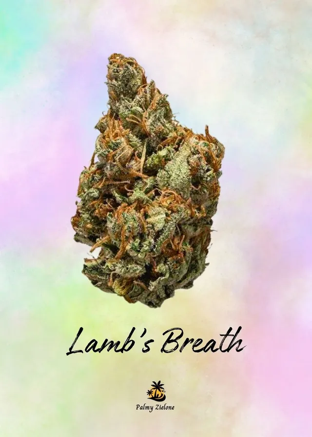 Karta kolekcjonerska Lamb's Breath